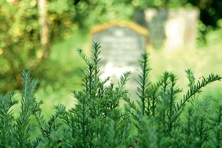 Im Hintergrund ein Grabstein, im Vordergrund eine grüne Hecke, die den Grabstein leicht verdeckt.